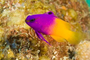 The colorful fairy basslet