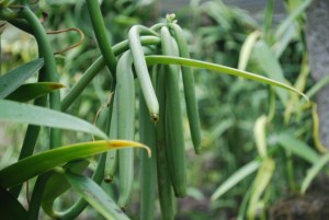 The vanilla bean, a major Tahitian export©Jean Janssen
