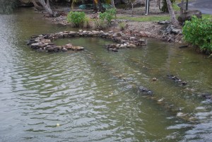 Ancient stone fish trap on Huahine in French Polynesia.  The fish traps are still used today. ©Jean Janssen