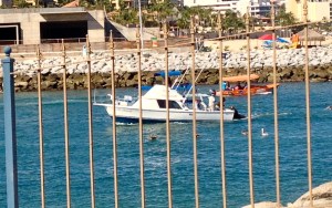 As the fishing boats came in, sea lions hitched a ride and enjoyed being fed by the crew. Cabo San Lucas marina, Mexico.©Jean Janssen