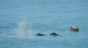 Bob got this great picture of the whales from our terrace at the Villa Gran Vista in Pedregal, Cabo San Lucas, Mexico ©Robert Kochman