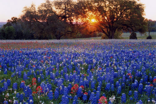 bluebonnet_field_at_dusk__credit_larry_urqhart__med04