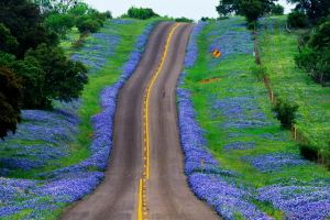 bluebonnet_highway
