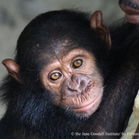 A new orphan at one of the Jane Goodall Institute's rehabilitation centers.