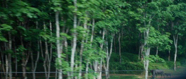 I was just able to catch these water buffalo (right corner) from the bus window.  They are headed into a rubber tree forest. ©Jean Janssen