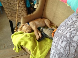 This shopping is hard work.  At Cottage Gatherings at the Campbell Building in Warrenton, Texas.©Jean Janssen