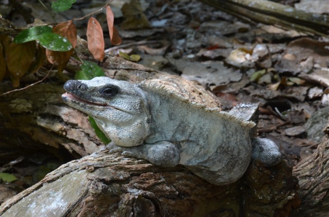 On Half Moon Cay, Belize. ©Jean Janssen