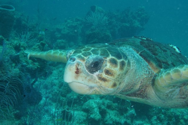 Belize Turtle. ©Bill Fuqua