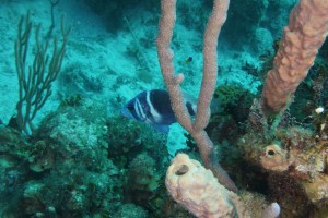 An indigo hamlet.  I love his tie-dyed look. ©Bill Fuqua