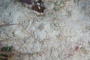 Look close and you'll see a white goby in the sand. ©Bill Fuqua
