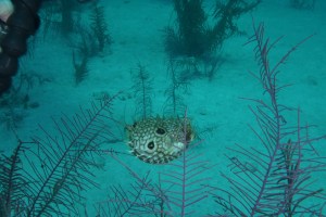 Bill stopped a different variety of pufferfish from the ballonfish I spotted.  His is a more rare variety. ©Bill Fuqua