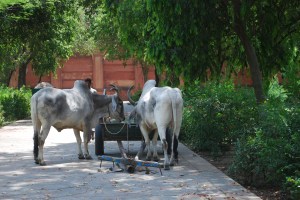 At the Taj Mahal, Agra, India. ©Jean Janssen