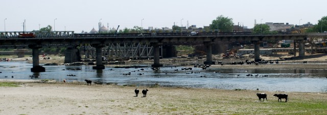 Water buffalo in Agra, India. ©Jean Janssen