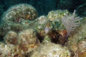a friendly face underwater. ©Bill Fugua