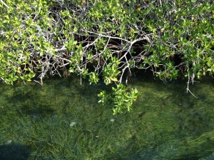 The natural nursery, the mangroves of Turneffe Atoll, Belize ©Jean Janssen