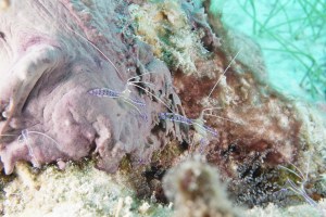 Multiple pederson shrimp on the coral reef.  They are each only a few inches long. ©Bill Fugua