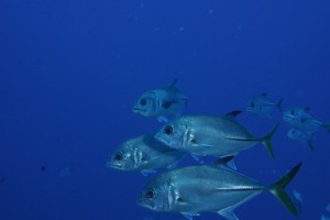 We swam very close to a small school of horse-eyed jacks at The Elbow at the Turneffe Atoll, Belize. ©Bill Fuqua.