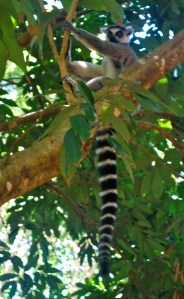 A ringtail lemur Madagascar ©Jean Janssen