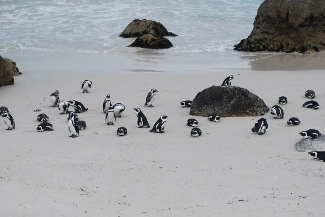 African Penguins, South Africa ©Jean Janssen