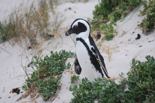African penguin, South Africa near the Cape of Good Hope. ©Jean Janssen