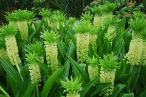 I loved these pineapple flowers that we saw at the Kirstenbosch Gardens in Cape Town, South Africa. ©Jean Janssen