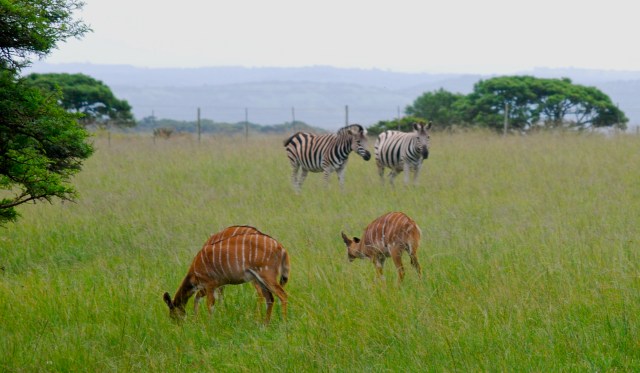 Zebra and Nyala near the edge of the Inkwenkwezi Game Reserve, South Africa. ©Jean Janssen