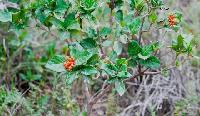 Zulus use these pomegranate flowers to make bracelets for their wives.  Inkwenkwezi Game Reserve, South Africa. ©Jean Janssen 