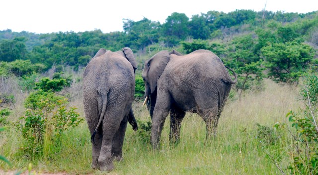 African elephants, Inkwenkwezi Game Reserve, South Africa. ©Jean Janssen