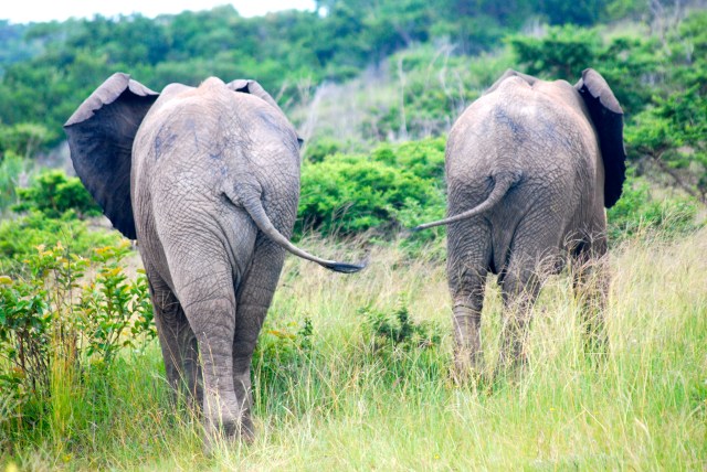 African elephants, Inkwenkwezi Game Reserve, South Africa.  I think this is my favorite photo of them.  Note the tails. ©Jean Janssen