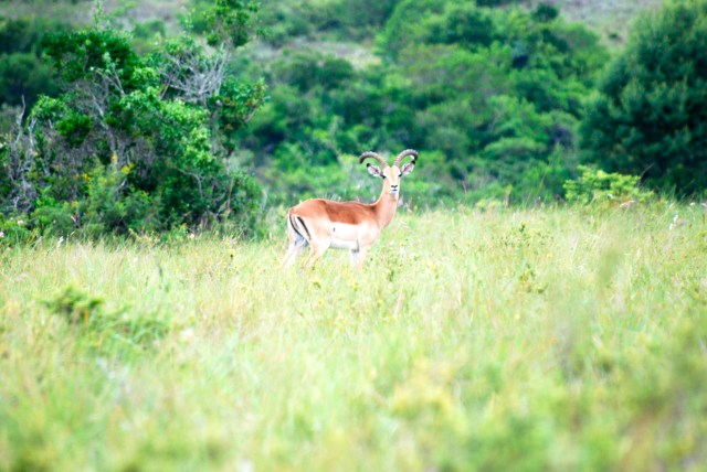 Got this great shot of an impala before the battery went out.  Inkwenkwezi Game Reserve, South Africa. ©Jean Janssen