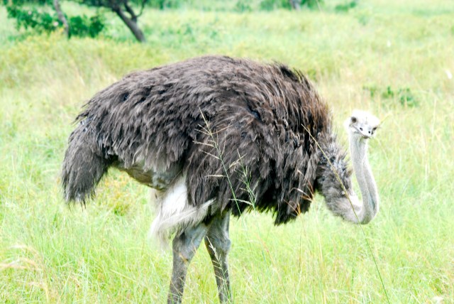 African guard dog?  The ostrich, Inkwenkwezi Game Reserve, South Africa. ©Jean Janssen