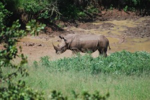 Hluhluwe-Umfolozi Game Reserve, South Africa ©Jean Janssen