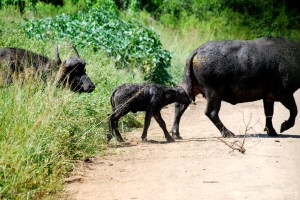 A buffalo calf crosses the road following mom. Hluhluwe-Umfolozi Game Reserve, South Africa. ©Jean Janssen