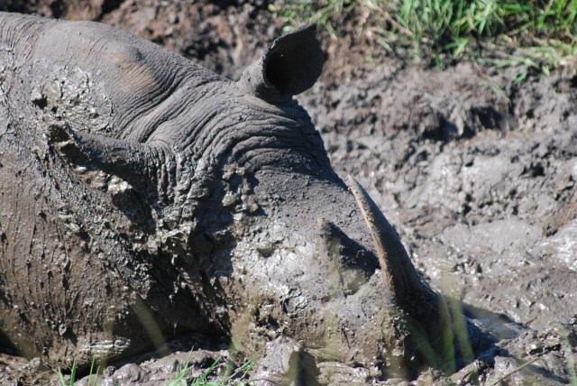 Hluhluwe-Umfolozi Game Reserve, South Africa Rolling in the mud helps the rhino cool. After the mud dries and falls off, it takes with it any fleas or ticks that have gotten on the rhino. ©Jean Janssen