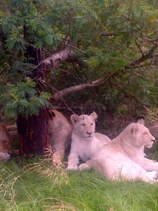 Female White Lions, Inkwenkwezi Private Game Reserve, South Africa. ©Jean Janssen