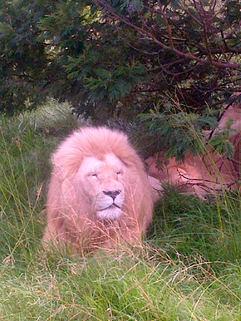 White male lion at Inkwenkwezi Private Game Reserve, Eastern Cape, South Africa. ©Jean Janssen
