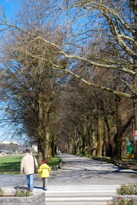 Tree lined street where the children hang from the trees as their father drives by.  The pathway is actually closed to vehicular traffic. ©Jean Janssen