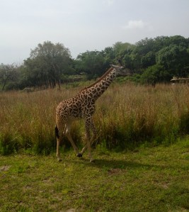 The safari ride at Animal Kingdom is Rocky's favorite in that park. ©Jean Janssen