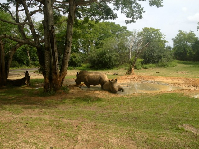We rolled the dice on the early morning lines at Animal Kingdom and saved our fast passes for late in the day.  We got lucky and rode Expedition Everest (AK roller coaster) three times in a row with NO wait.  Then we took the safari ride with a minimal wait of 20 minutes. ©Jean Janssen