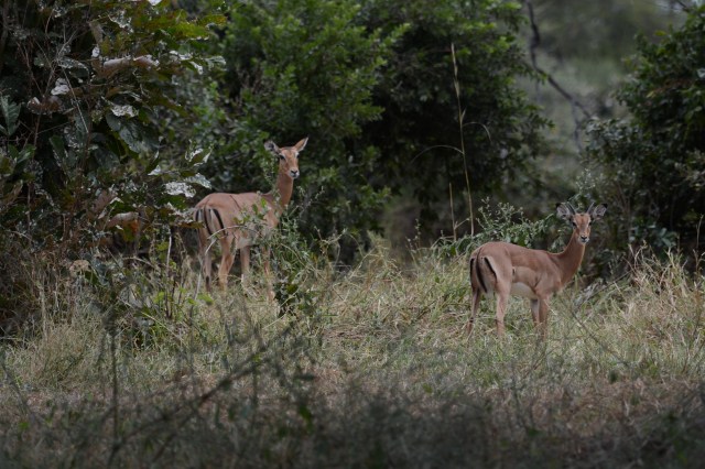 ©Jean Janssen Impala are plentiful in Tanzania. The guides jokingly refer to them as fast food for their speed and the McDonald's M on their rear side.