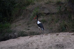 ©Jean Janssen Waterfowl, Ruaha National Park, Tanzania.