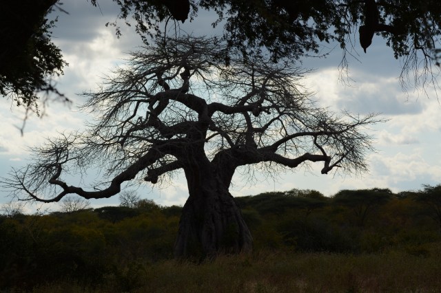 ©Jean Janssen The baobab tree, aka The Tree of Life, Ruaha National Park, Tanzania