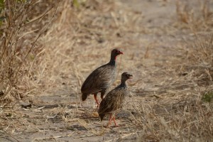 ©Jean Janssen note the distinctive red beak and feet on these birds. Ruaha National Park, Tanzania