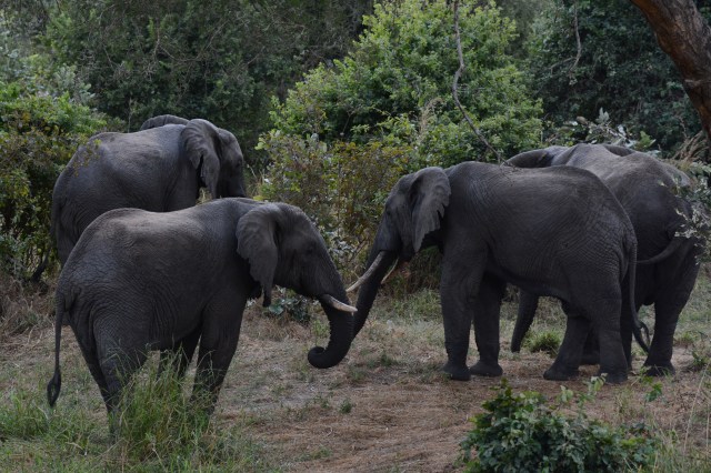 ©Jean Janssen Ruaha National Park, Tanzania