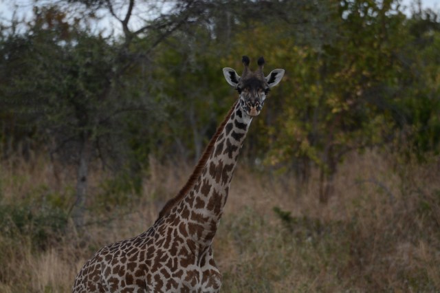 ©Jean Janssen Jongamero, Ruaha National Park, Tanzania.