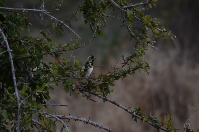 @Jean Janssen Ruaha National Park, Tanzania