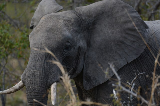 ©Jean Janssen Jongamero, Ruaha National Park, Tanzania