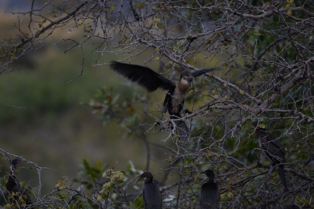 ©Jean Janssen One of the things I tried to do with Reed's instruction and my new camera and rented lens was to catch birds in flight.