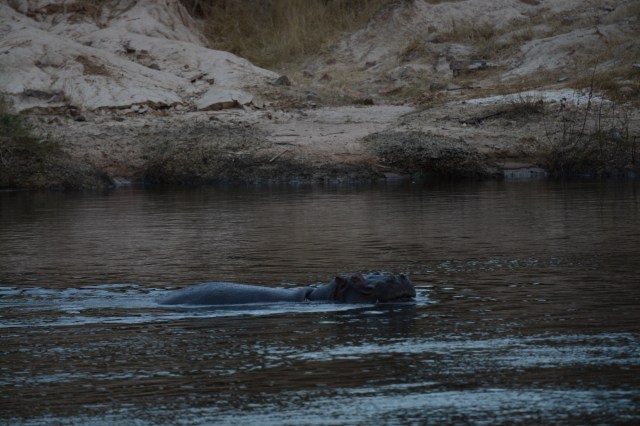 ©Jean Janssen Hippo enjoying the water after the rainy season.   Ruaha National Park, Tanzania