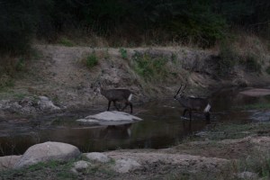 ©Jean Janssen Waterbuck crossing the Ruaha River, Tanzania